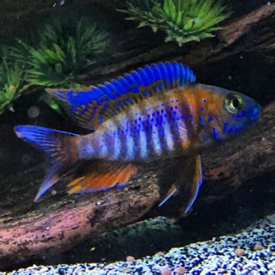  Cichlid Balıkları: Gizemli Su Altı Dünyalarının Renkli Şampiyonları!