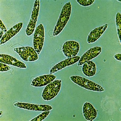 Monocercomonas! A Tiny Protist With a Single Flagellum That Navigates Freshwater Environments