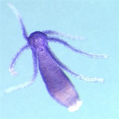  Umbrella Hydra! Can This Tiny Creature With Stinging Cells Teach Us About Ancient Life?