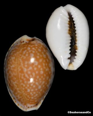  Yellow Cowrie: Does This Colorful Gastropod Wear Its Own Jewelry?