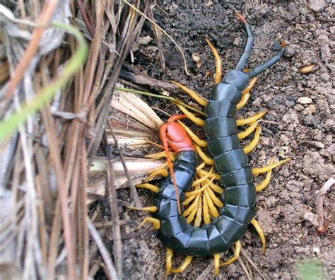  Atellomus: Şaşırtıcı Dünyasıyla Size Aşina Olmayı Bekleyen Gizemli Bir Myriapoda!