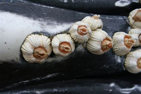  Barnacle! Can You Believe These Shell-Covered Sea Creatures Actually Have Sex?