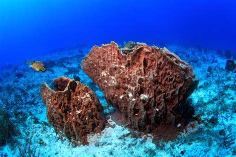  Barrel Sponge:  Bir Denizin Sıcak Kucağında Yumuşak Bir Dev!