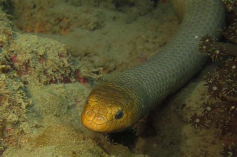  Branchiura Sabellida! Bir Deniz Yılanının Gizemli Dünyasına Doğru Yolculuk