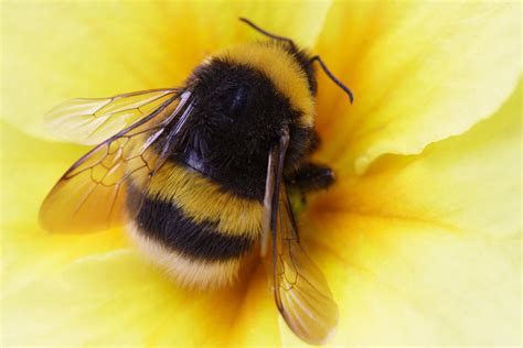  Bumble Bee: An Emblem of Pollination Prowess and Fuzzy Flight Adventures!