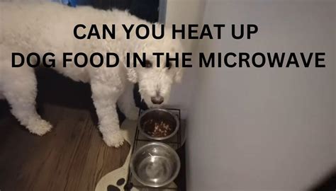 Can You Heat Up Dog Food in the Microwave? And Why Does My Cat Judge Me for It?