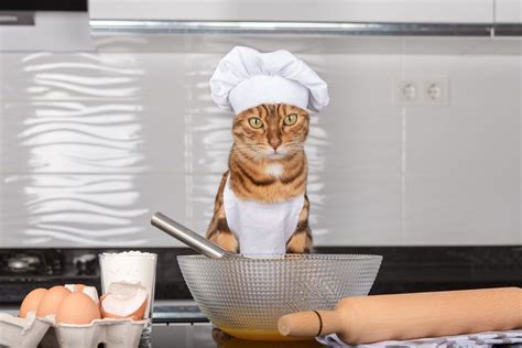 Can You Make Tea in the Microwave? And Why Do Cats Always Sit on Your Keyboard?