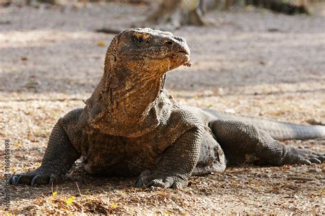  Cayman! Ünlü Sürüngenler Ailesinin Gizemli Ve Güçlü Bir Üyesi: Sualtı Avlanma Ustası