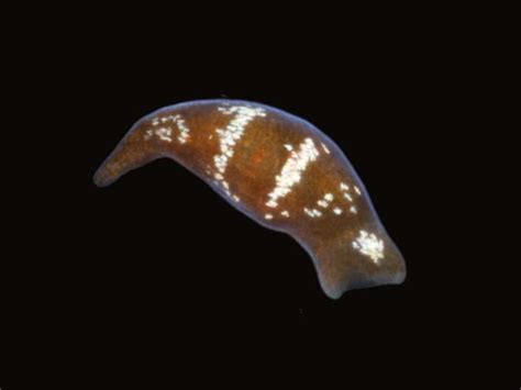 Convoluta! A Tiny Flatworm That Swims and Eats Through Its Skin!