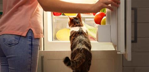 Does Wet Cat Food Need to Be Refrigerated? And Why Do Cats Always Land on Their Feet?