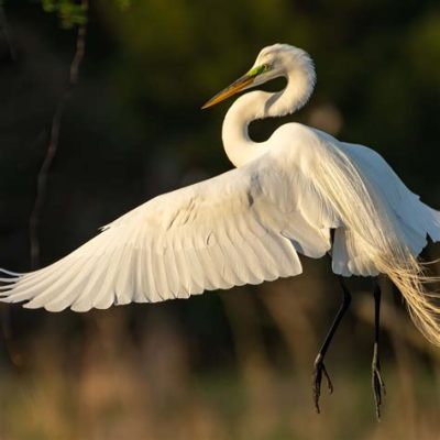  Egret Birinci Sınıf Güçlü Avcı ve Şık Bir Dansçıdır mı?