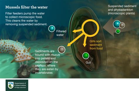  Filtration-Feeding Filbert: Exploring the Marvelous World of the Freshwater Mussel!