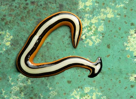  Hammerhead Flatworm: An Exquisite Flatworm That Looks Like It Got Lost From A Sci-Fi Movie!