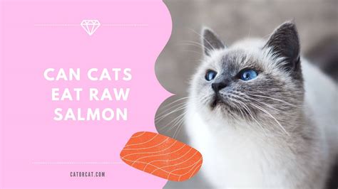 Is Salmon Cat Food Good for Cats? And Why Do Cats Dream of Flying Salmon?