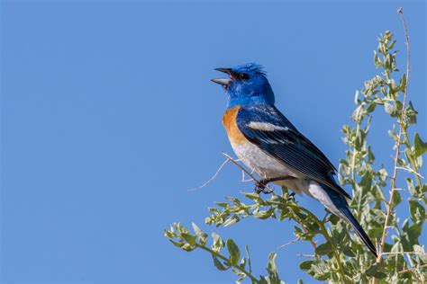  Lazuli Bunting: Can This Jewel-Toned Songbird Really Outshine the Northern Lights?