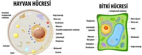  Leptomonas:  Sert Bir Canlı mı Yoksa Dans Eden Bir Hücre mi?