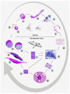  Leucocytozoon!  A Tiny Parasite That Turns Birds into Exercise Fanatics