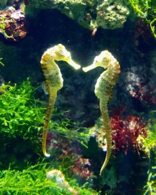  Oceanid: Seahorse-Loving Underwater Gardens?