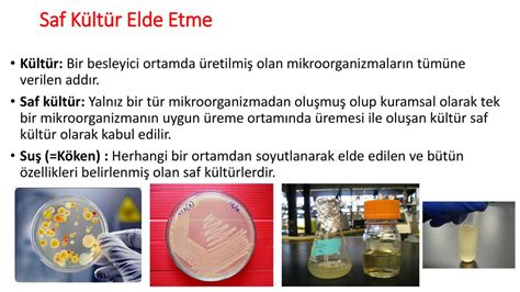  Ochrophyta Nedir? Bu Yapışkan Mikroorganizmanın Gizli Dünyası İçinde Bir Yolculuk!