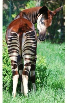  Okapi,  Bir Orman Canavarı Mı Yoksa Çizgili Bir At mı?