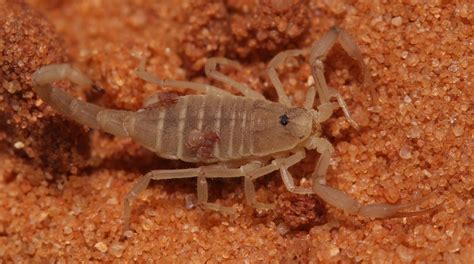  Pseudoscorpion!  A Tiny Arachnid with Mighty Defensive Abilities