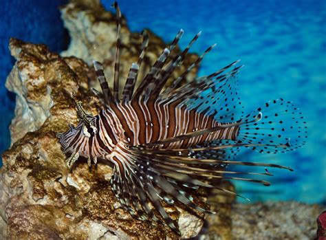  Red Lionfish - A Stinging Spectacle That Can Leave You Jelly-Eyed!