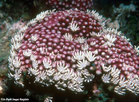  Topsy Turvy Tentacles:  Tubipora musica - An Underwater Symphony of Polyps!