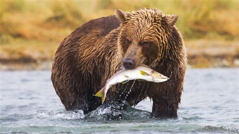 What Animals Eat Honey: A Sweet Exploration into Nature's Delicacy