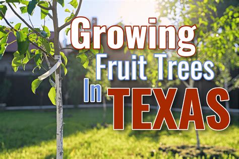 What Fruit Trees Grow in North Texas: A Journey Through Orchard Dreams and Cosmic Bananas