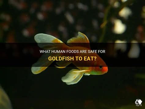 What Human Food Can Goldfish Eat: A Dive into the Culinary World of Aquatic Pets