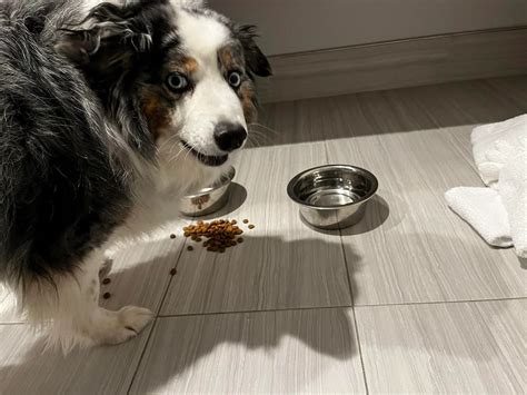 Why Does My Dog Take His Food Out of the Bowl, and Why Do Cats Always Land on Their Feet?