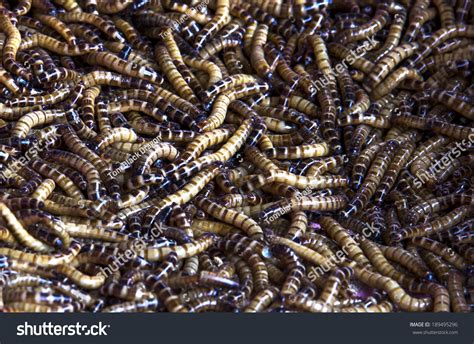  Worms! Swarming Through Sand Like Tiny Armored Dragons: Unveiling the Fascinating World of the  _Waita_ Worm