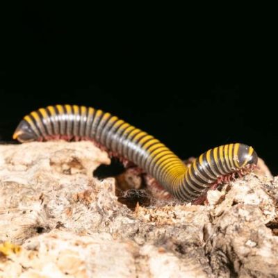  Yellow Millipede, Can This Tiny Armored Creature Really Be the Ruler of the Forest Floor?